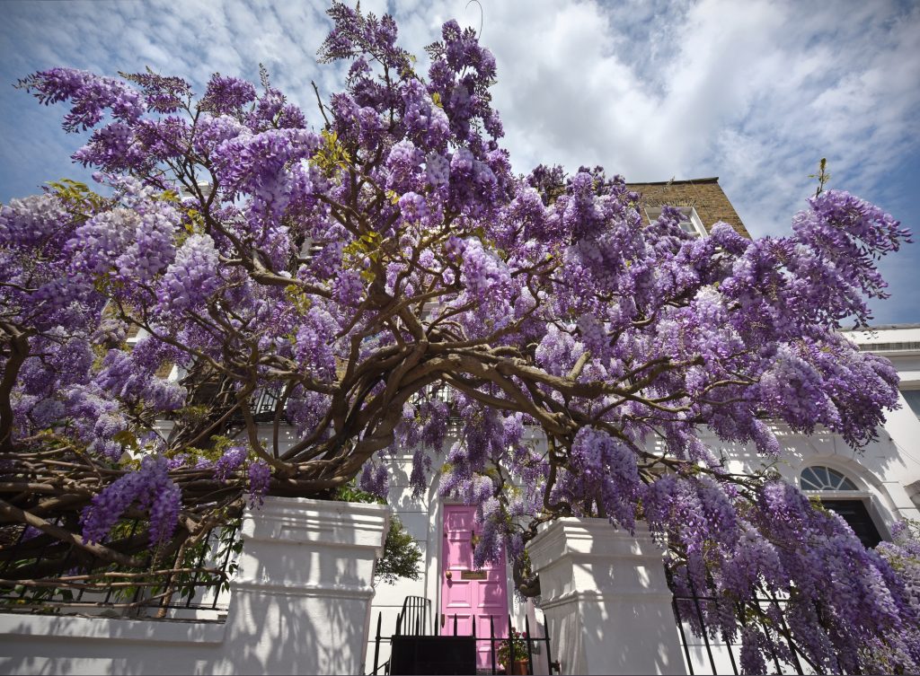 Glicine Wisteria pianta rampicante con fiori