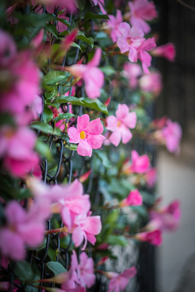 Mandevilla pianta con fiori rampicante