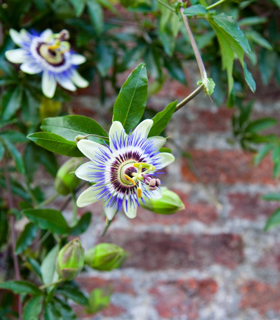 passiflora è pianta rampicante fiorita