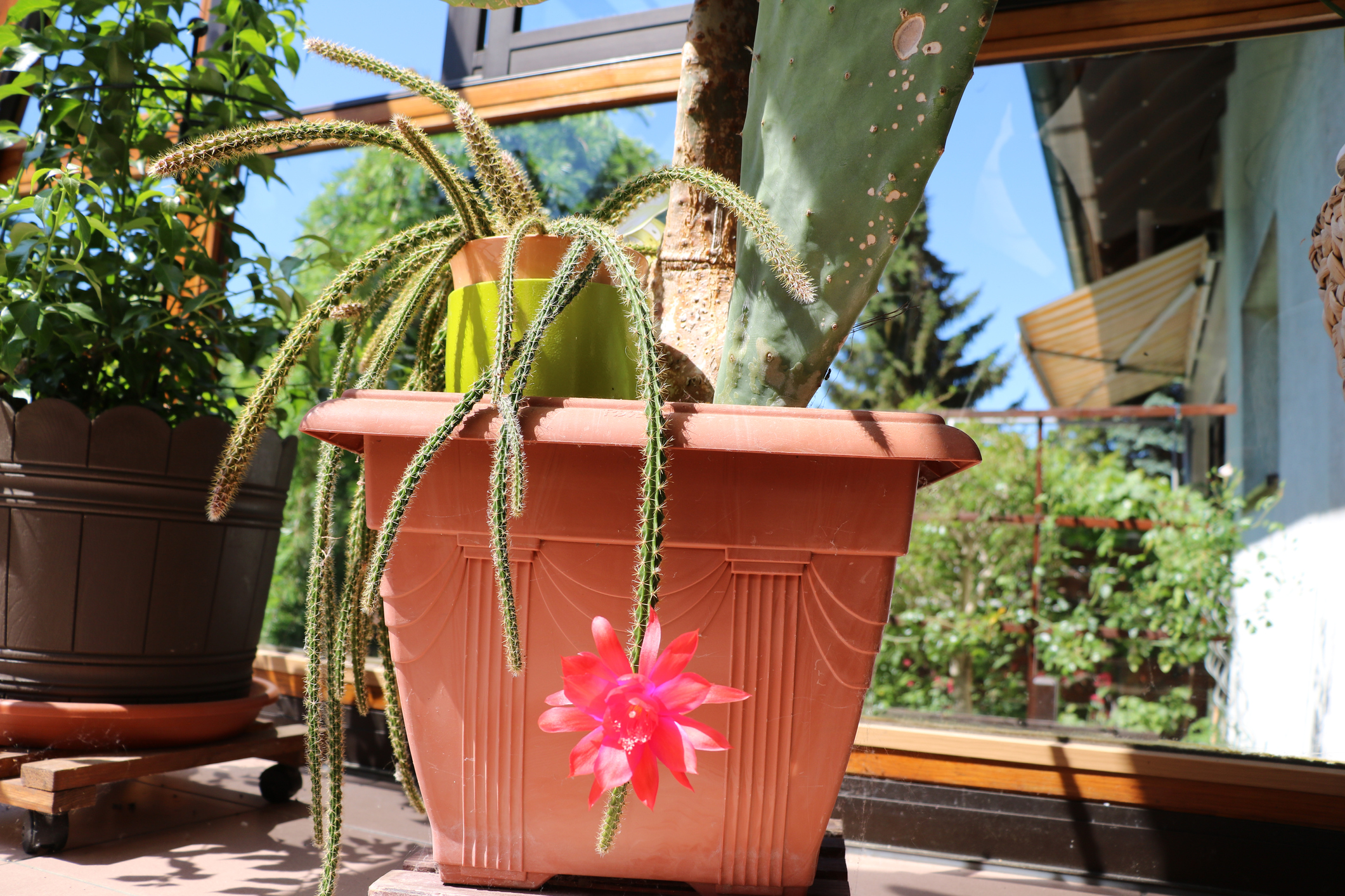 Aporocactus O CODA DI TOPO Fito Aporocactus O CODA DI TOPO Fito