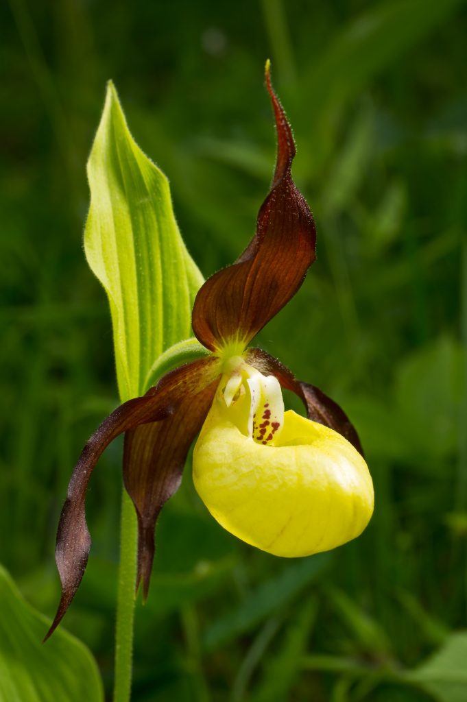 Cypripedium calceolus scarpetta di venere