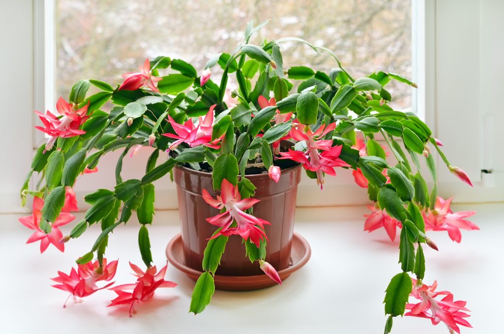 Schlumbergera lingua di suocera