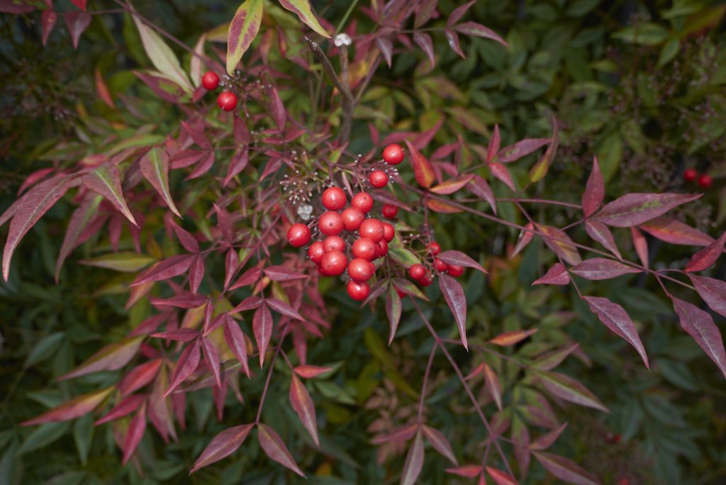 bambu sacro o nandina