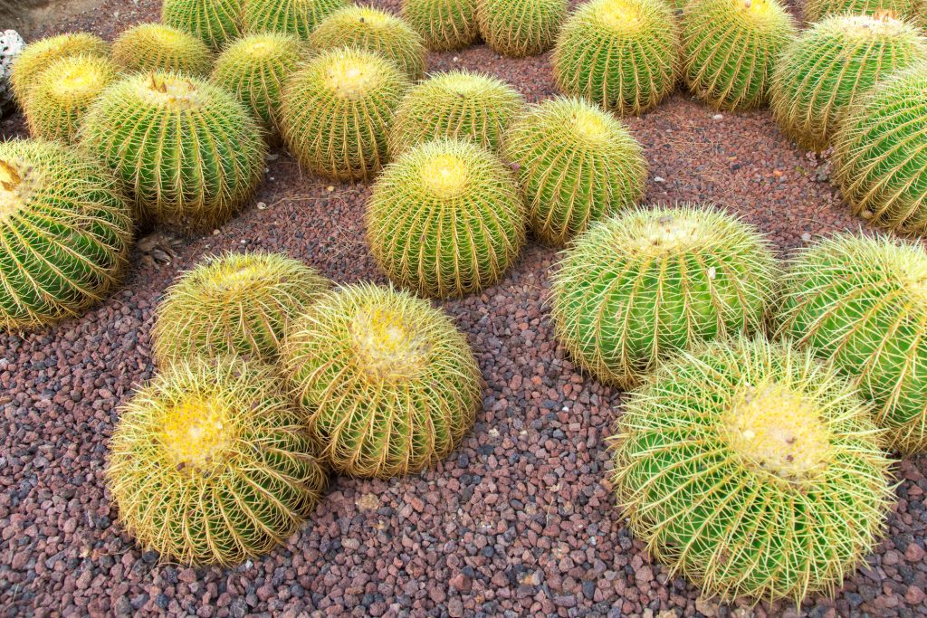 Echinocactus  cucino di suocera