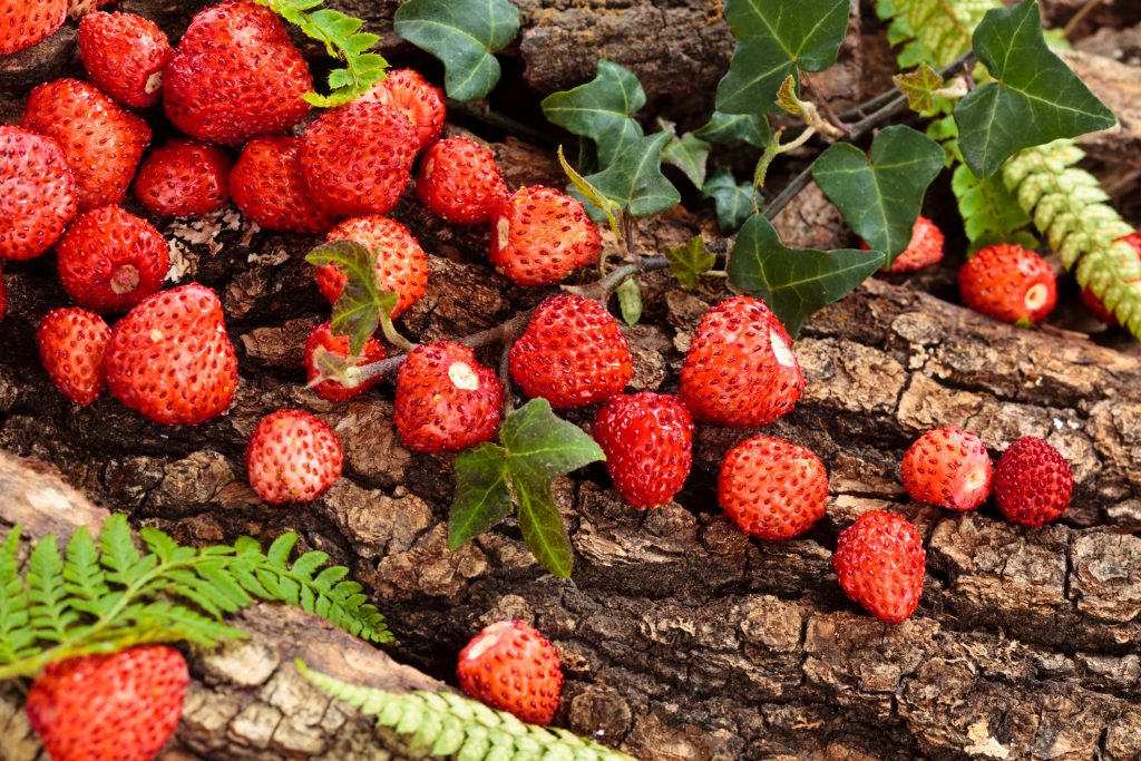 come coltivare le fragole rampicanti