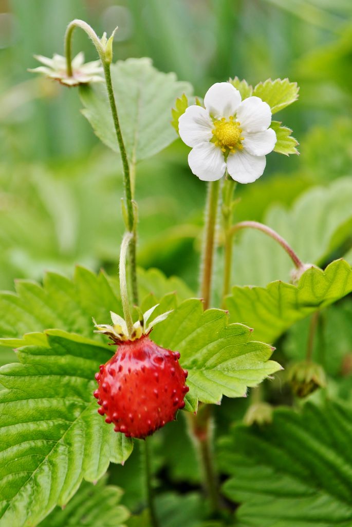 coltivazione fragole rampicanti