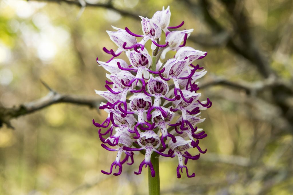 Orchis simi, orchidea scimmia