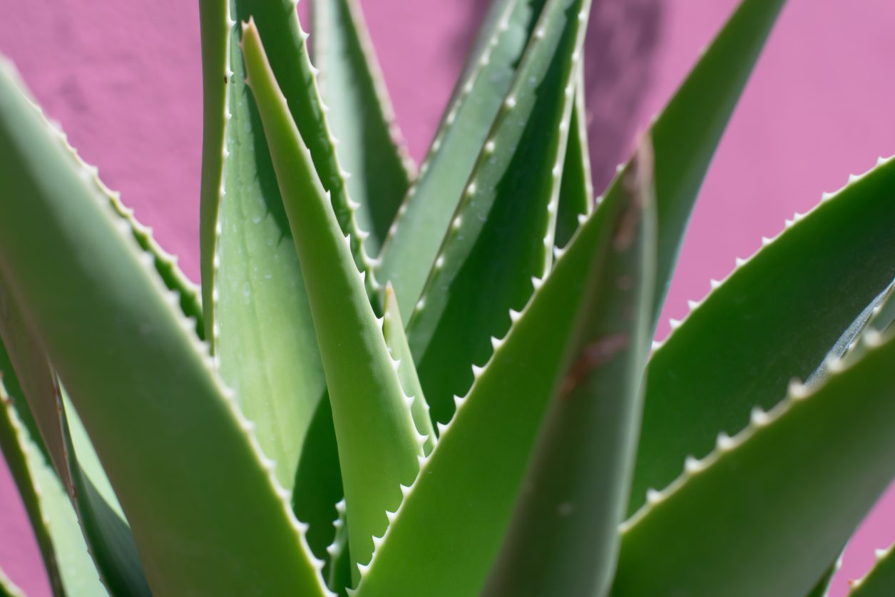 Coltivazione aloe vera in vaso