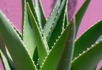 Coltivazione aloe vera in vaso