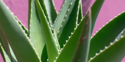 Coltivazione aloe vera in vaso