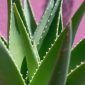 Coltivazione aloe vera in vaso