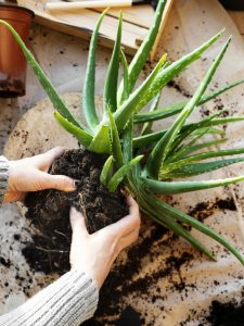 propagazione e coltivazione Aloe Vera