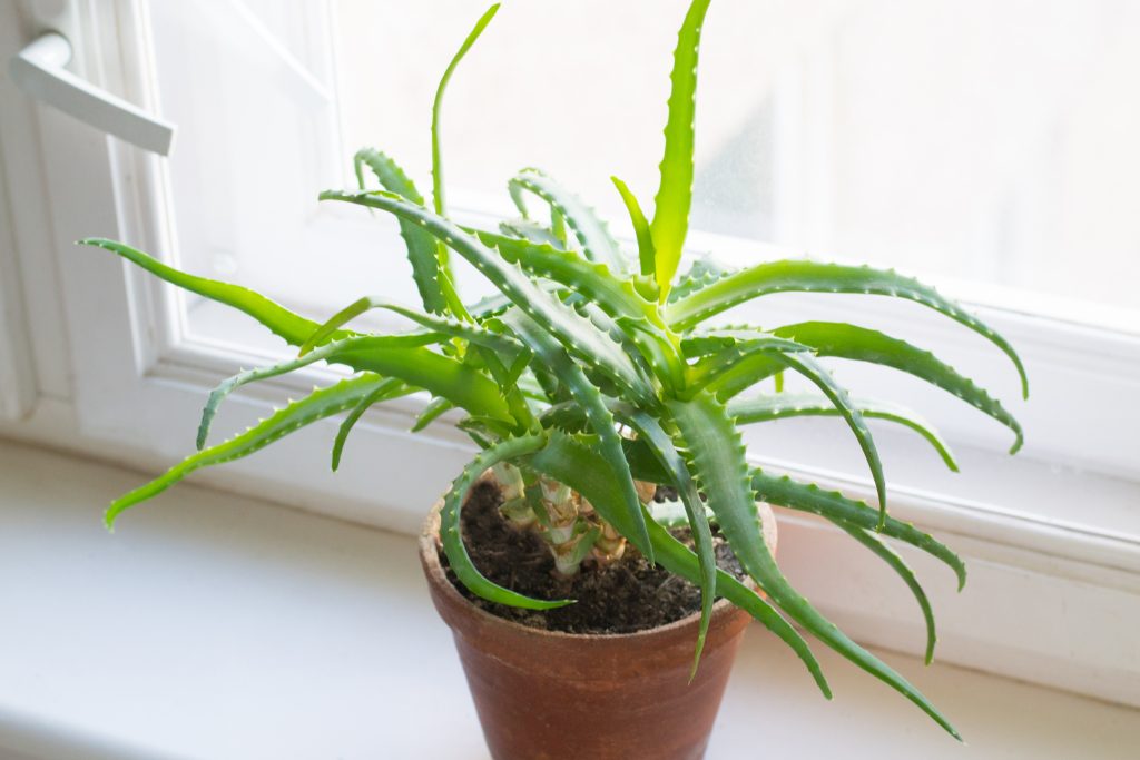 coltivazione Aloe Vera in vaso