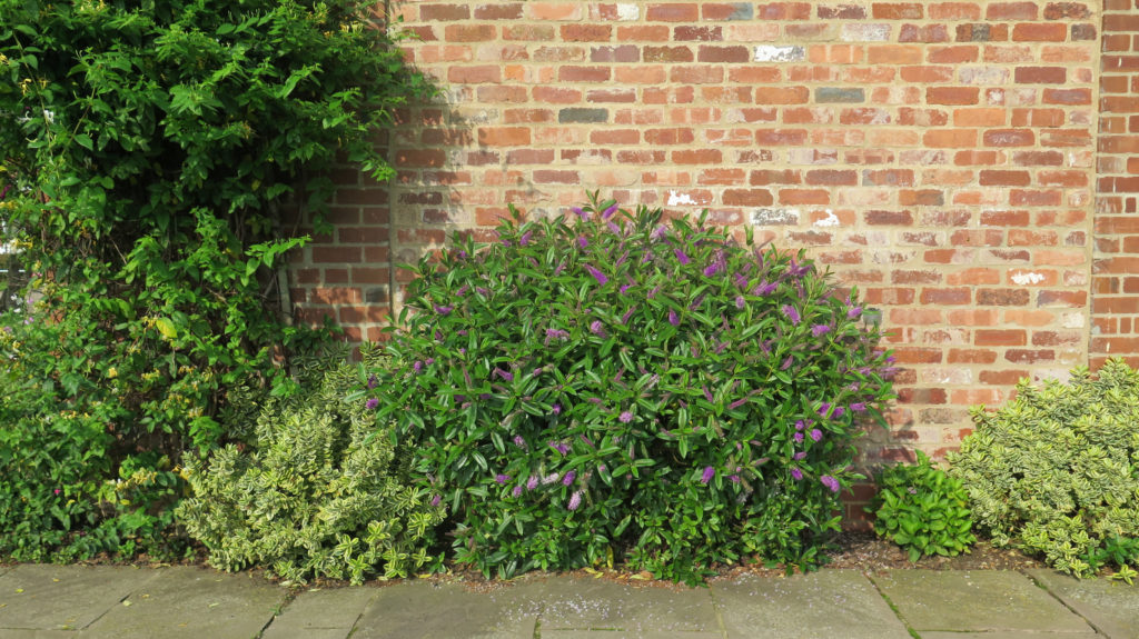 pianta buddleja coltivazione