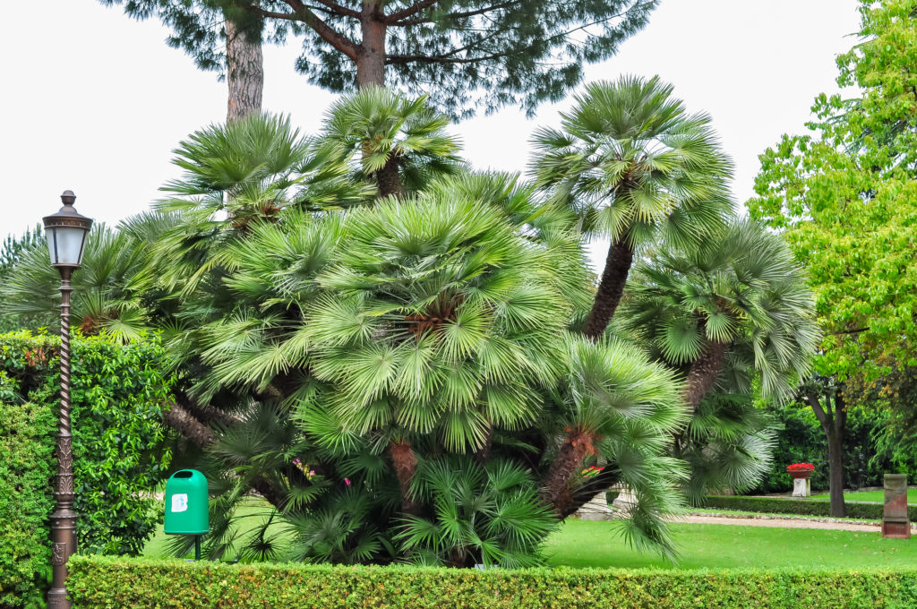 Giardini vaticani 06