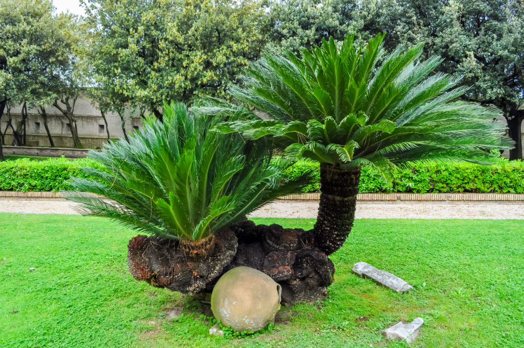 Giardini vaticani 03