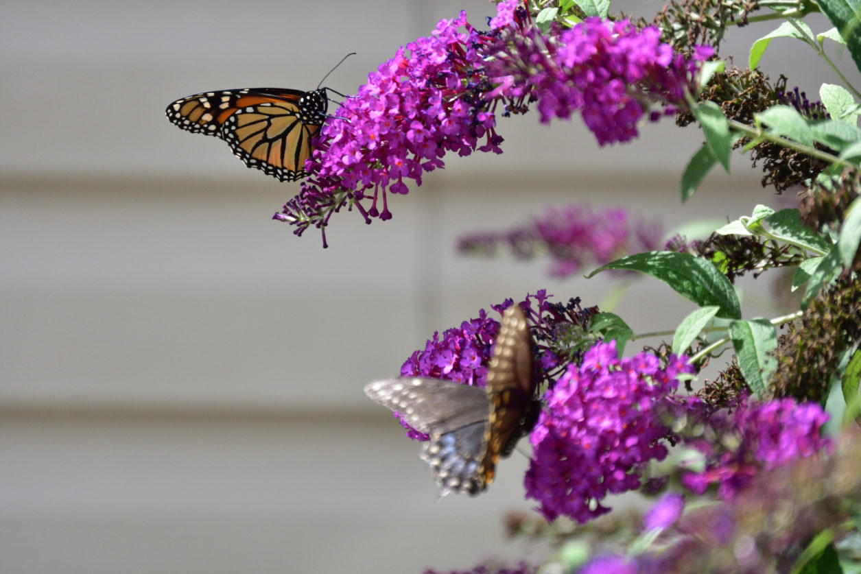 Come coltivare pianta buddleja