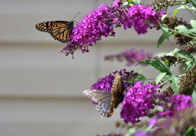 Come coltivare pianta buddleja