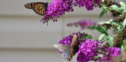 Come coltivare pianta buddleja