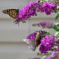 Come coltivare pianta buddleja