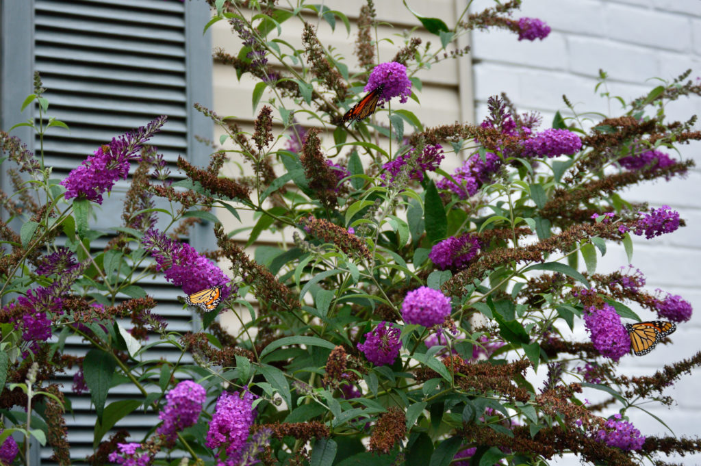 Come coltivare albero delle farfalle o buddleja