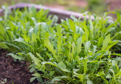 Come coltivare la rucola in vaso