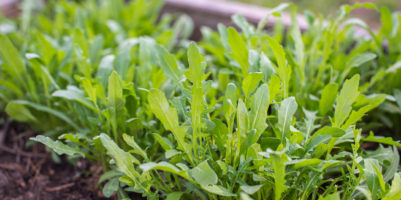 Come coltivare la rucola in vaso