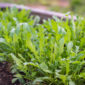 Come coltivare la rucola in vaso