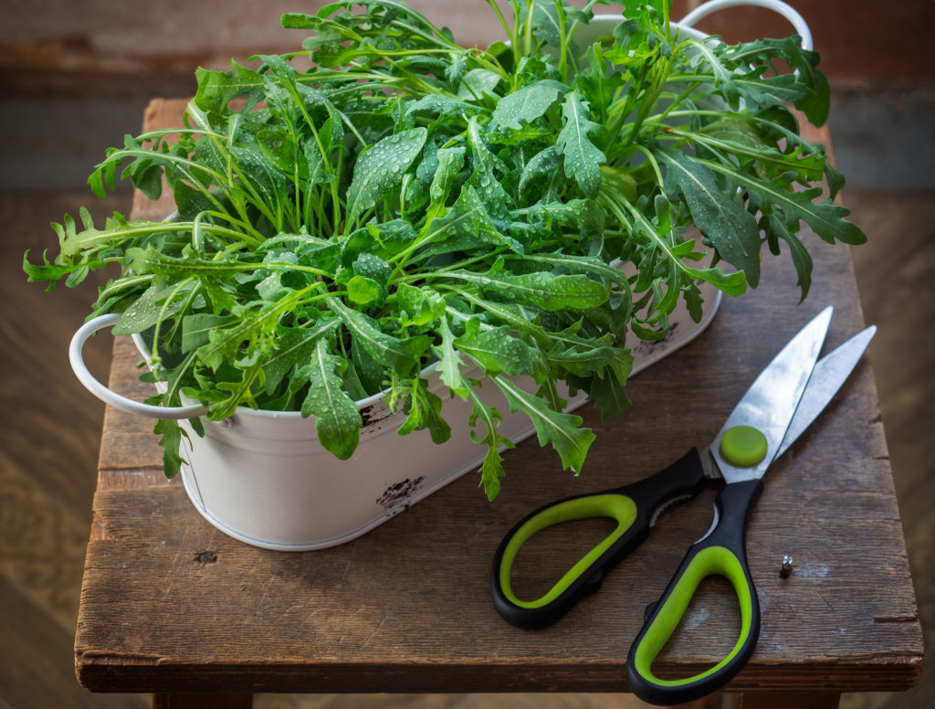 Coe seminare la rucola in vaso