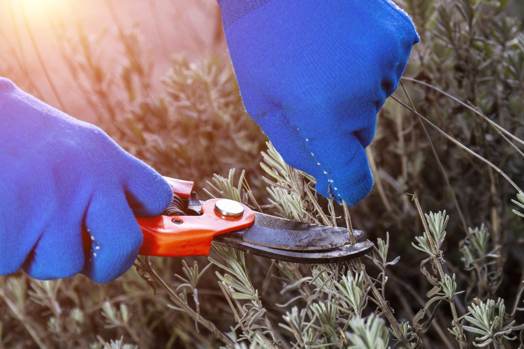 potare lavanda lignifica