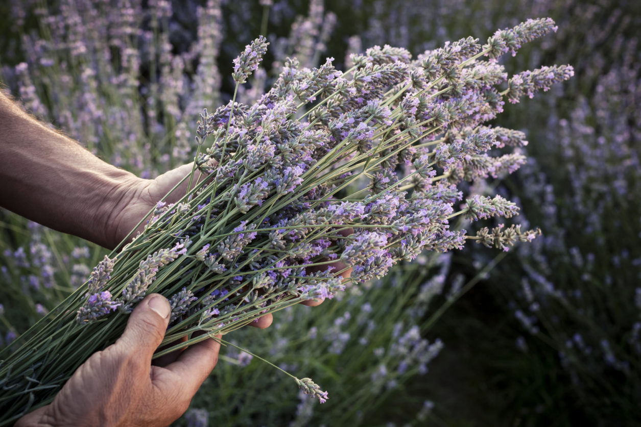 Quando potrare lavanda