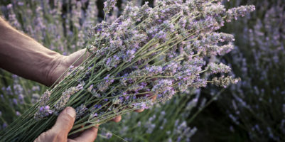 Quando potrare lavanda