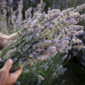 Quando potrare lavanda