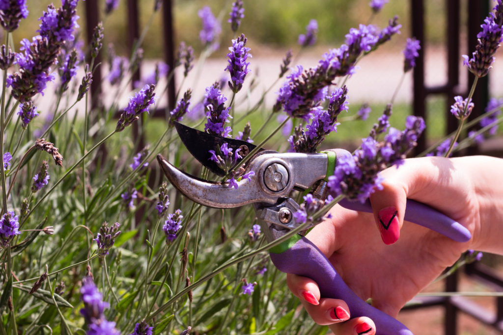 Quando Potare La Lavanda 5 Consigli Fito