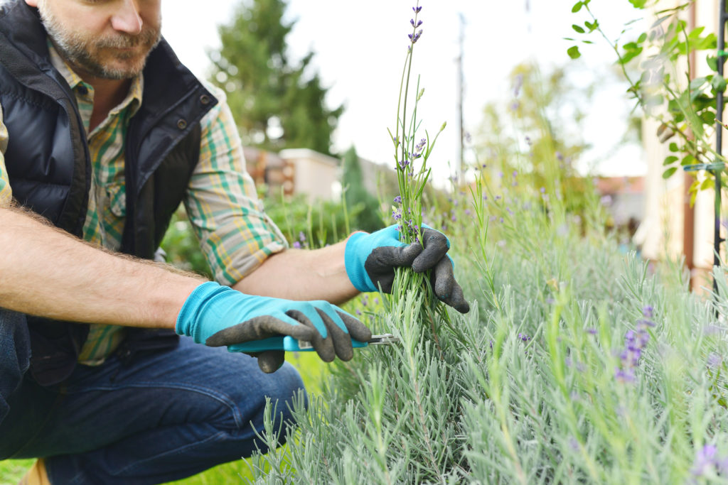 Potare fiori di lavanda