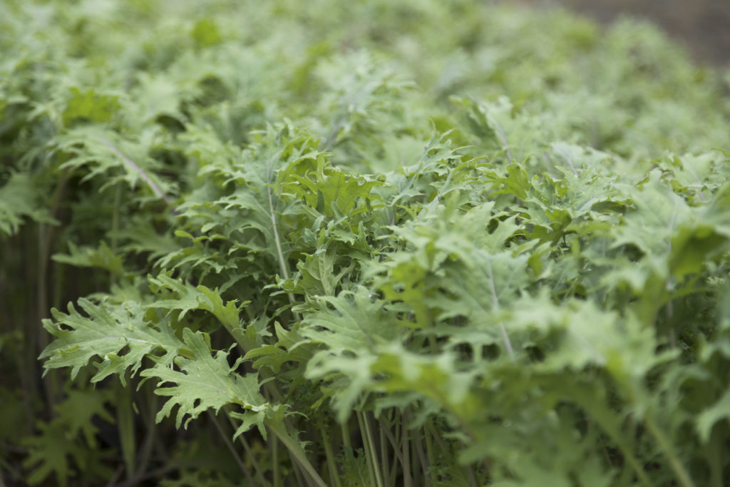 Acqua e rucola.Irrigare