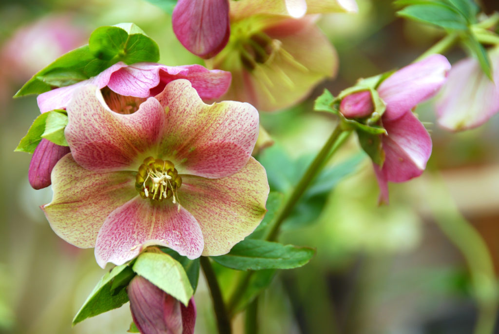 Fiore rosa di elleboro orientale