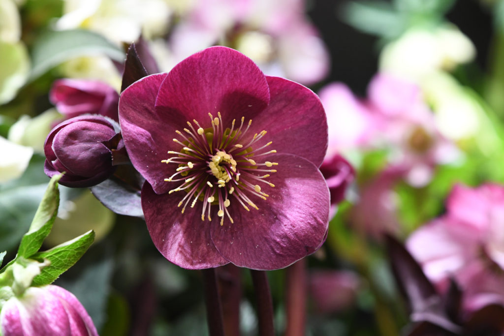 Rosa di Natale - Helleborus Niger di colore violaceo