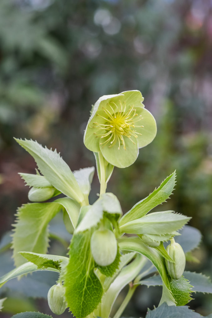 Helleborus Argutifolius - Elleboro verde