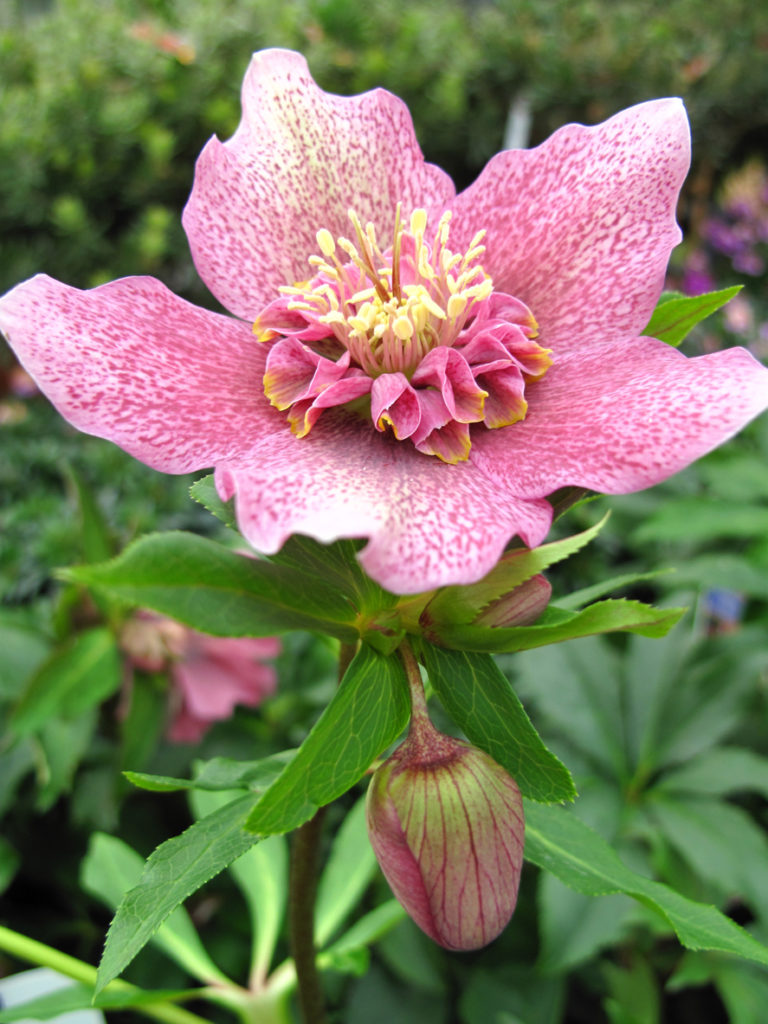 Specie di Elleboro di colore rosa