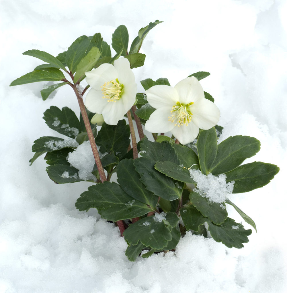 Rosa di Natale - Helleborus Niger di colore bianco