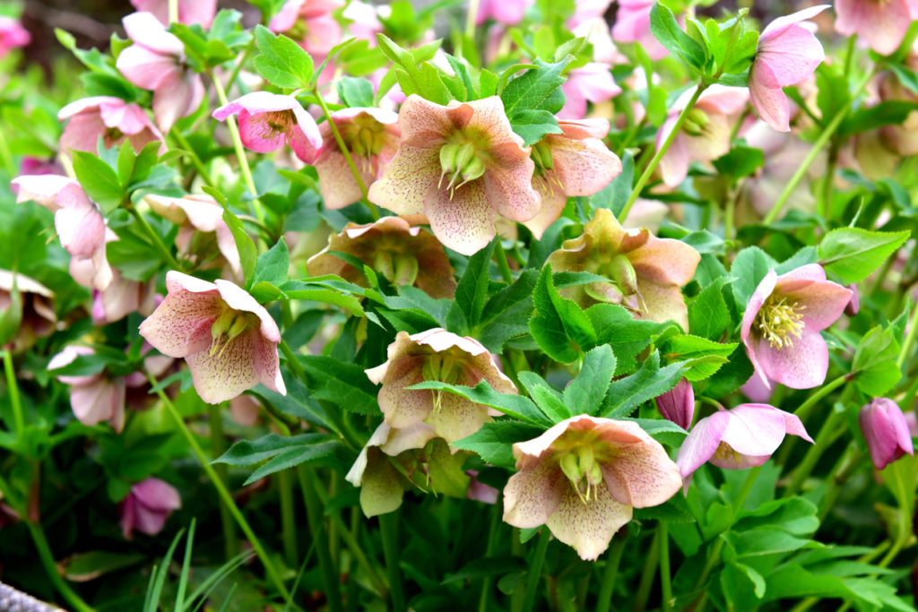 Elleboro con fiori di colore rosa pallido