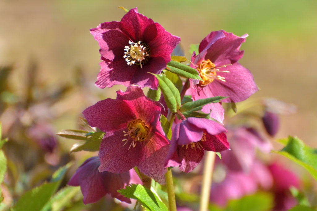 Elleboro con fiori fucsia - violacei