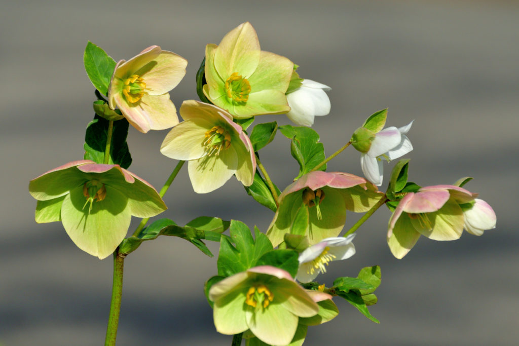 Elleboro con fiori di colore verde chiaro