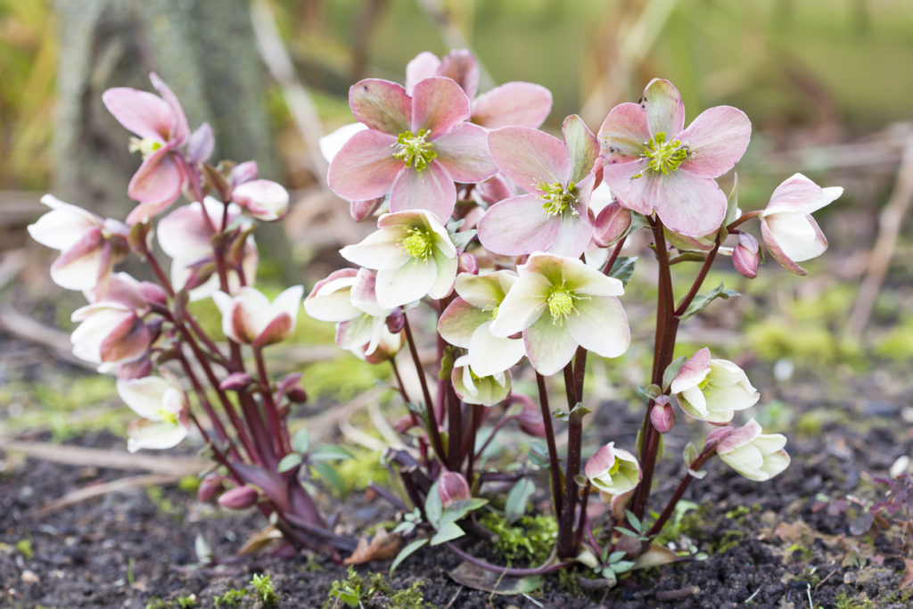 Elleboro con fiori di colore rosa pallido