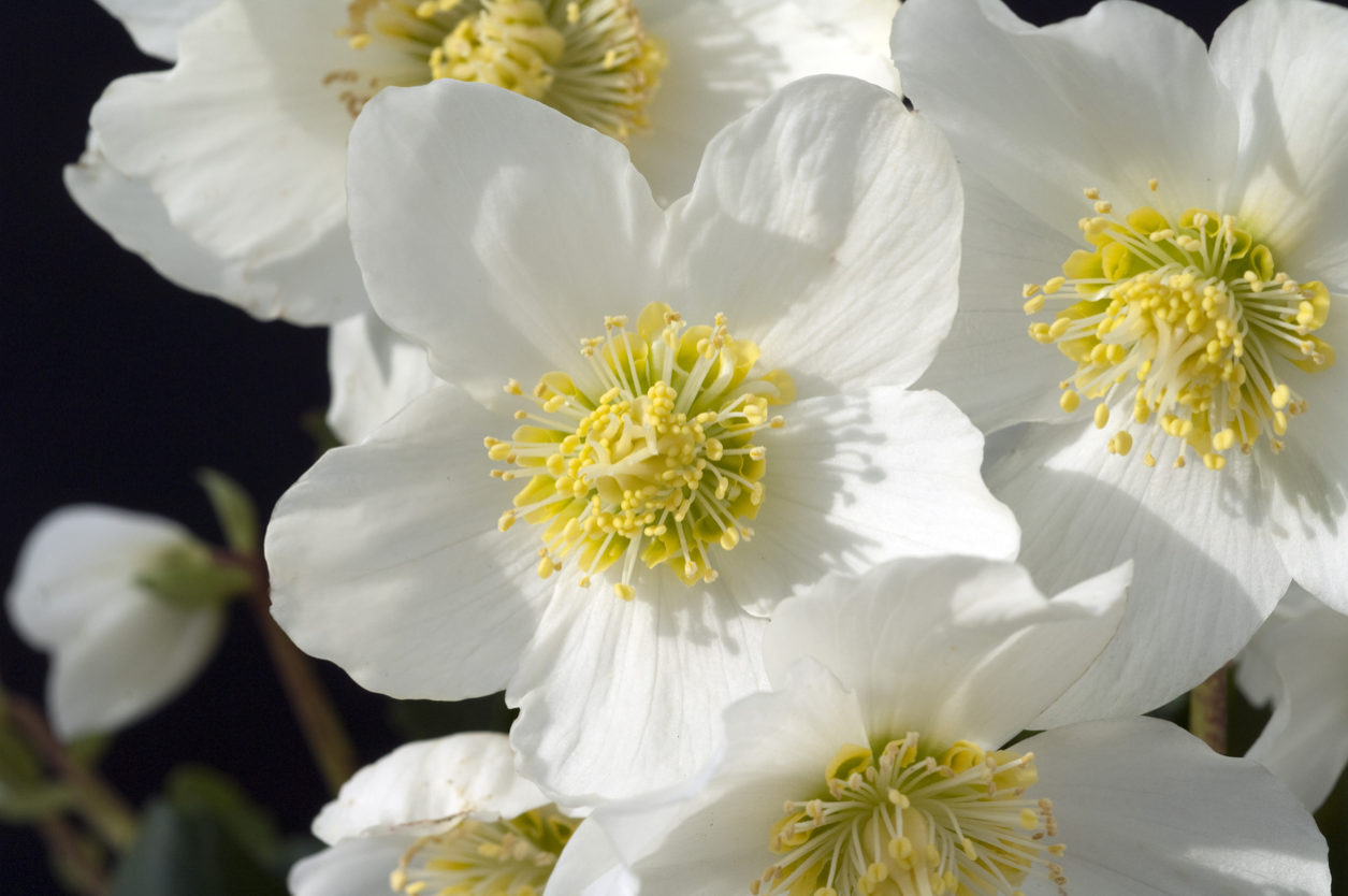 Rosa di Natale - Helleborus Niger con fiore bianco