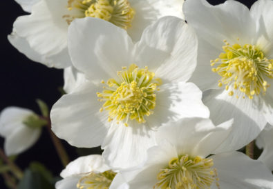 Rosa di Natale - Helleborus Niger con fiore bianco