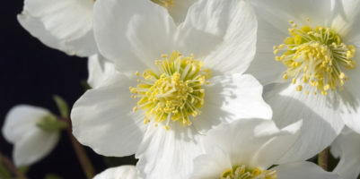 Rosa di Natale - Helleborus Niger con fiore bianco