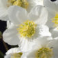 Rosa di Natale - Helleborus Niger con fiore bianco