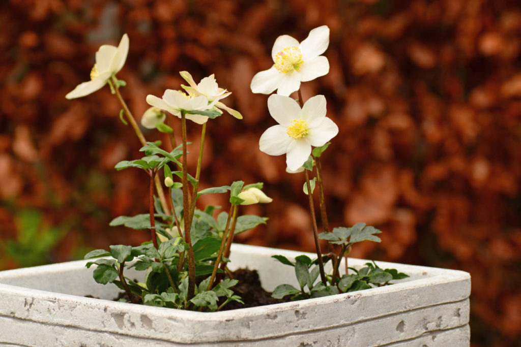 Rosa di Natale con fiori bianchi